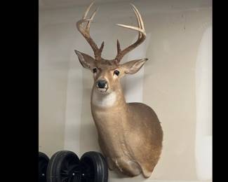Taxidermy mount