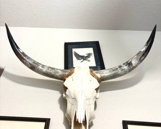 Longhorn skull