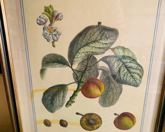 “Pomona Gallica Prunier” from Pomona Gallica 