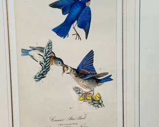 First edition Audubon’s Octavo “Birds of America”  plate 134 “Common Blue Birds”. Hand colored lithograph by J T Bowen between 1840-1844