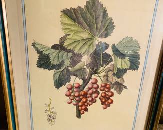“ Red Grapes” Plate 1 from “Traite sea Arbres Fruitieres” 1808-1835