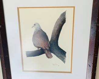 signed print of an Imperial Pigeon