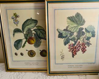 framed botanical prints from the collection of Johann Weinmann