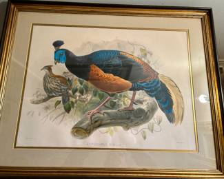 Ornithological hand colored Pheasant Lithograph