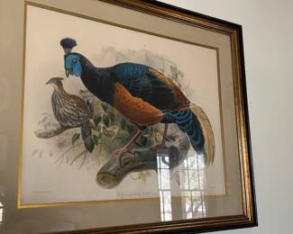 Ornithological hand colored Pheasant Lithograph