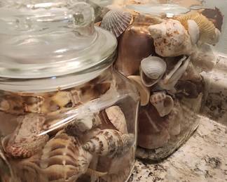 Assorted Seashells in Glass Jars