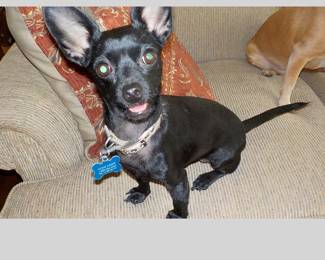 Lodi wants to say "hi" to all the nice people. :)