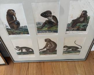 Natural history style print of monkeys 