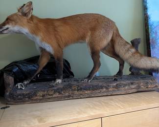 Taxidermy
