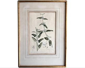 Vintage Hand Colored Botanical In Quality Frame & French Matting - Missing Glass