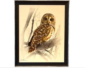 Barred Owl III - Signed Bird Art Print By James Brown