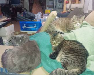 The rare photo of all 3 of my cats together.  You KNOW it's been cold!