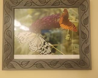 Framed Rice Paper Butterfly Photograph