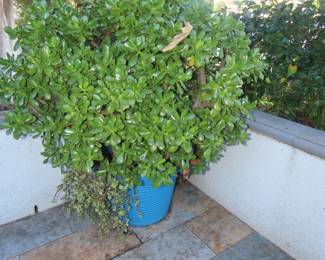 Large Jade plant.