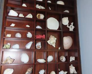 Sea shell collection.