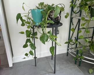 Pothos Plant with Ceramic and Decorative Pots on Metal Stand