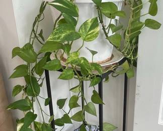 Golden Pothos Plant in White Pot with Black Metal Stand