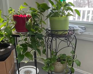 Pothos Plant with Wrought Iron Plant Stands