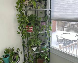 Pothos Plant Collection on Metal Plant Stand