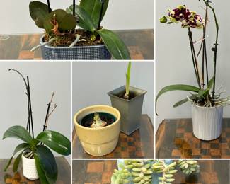 Indoor plants including orchids, succulents, and bulbs