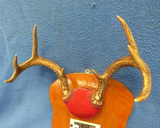 Lot 51. 8-point whitetail rack