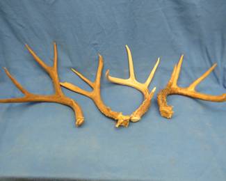 Lot 403. Four large single antlers