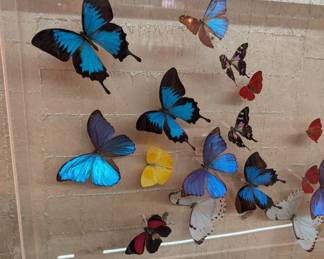 Purrington Original Acrylic Butterfly Art