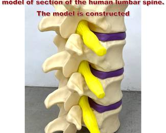 Lot 442 Large scale anatomical teaching model of section of the human lumbar spine. The model is constructed