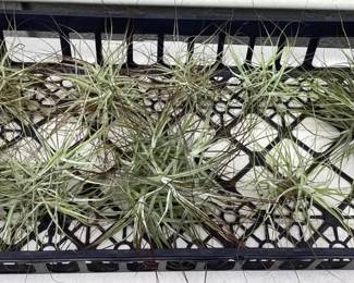 MHH186 Nine Tillandsia Air Plant “Balls”