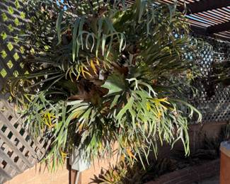 Staghorn plant