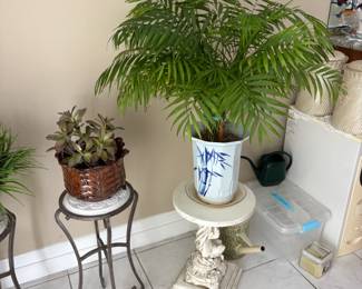 . . . another live fern in beautiful planter on pedestal