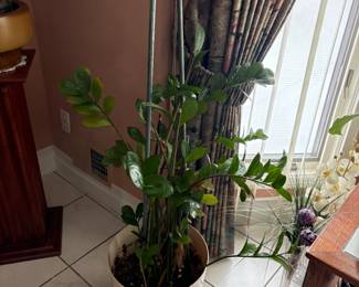 . . . jade-type plant