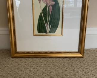 Kellogg Collection Framed Botanical Print Pink Crocus Flowers Gold Frame