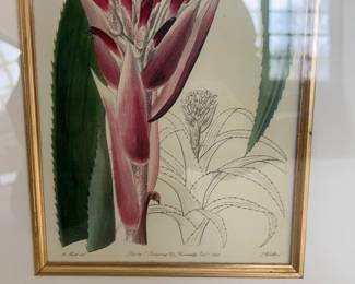 Kellogg Collection Framed Vintage Botanical Print Illustration of Bromeliad in Gold Frame