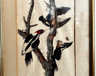 Audubon Litho
