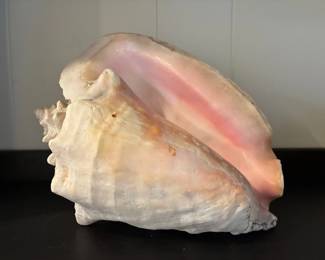Queen Conch shell