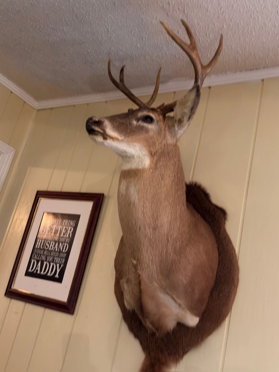 Deer head mounted