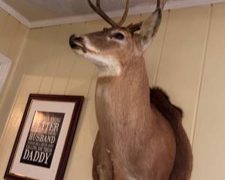 Deer head mounted