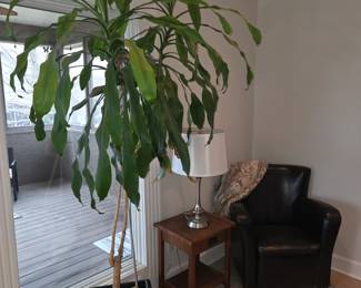 Live plants that need homes