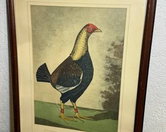 Print titled The Blackbreasted Dark Red Champion,