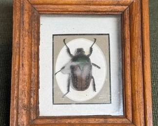 Peruvian Spinx Beetle