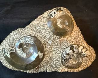 Ammonite Fossil Matrix Slab