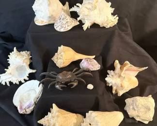 Large Shell Collection And Metal Crab