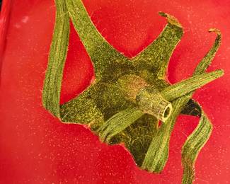 The Photography of Modernist Cuisine .HUGE!