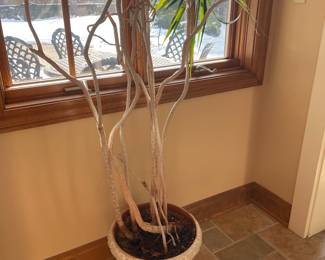 Dracaena Marginata (Madagascar Dragon Tree) with Ceramic Planter. - 66"T x 15"W - $58.00