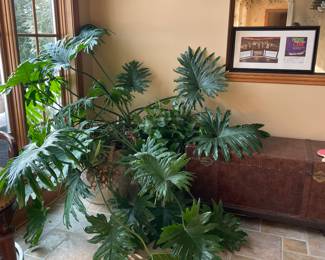 Tree Philodendron (Hope Plant) in Large Pot - $80.00 
