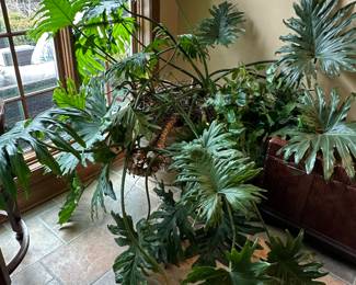 Tree Philodendron (Hope Plant) in Large Pot - $80.00 