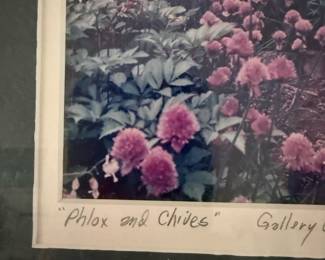 Phlox and Chives
