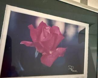 Framed Photograph of a Pink Rose - "Chicago Peace" by Pence