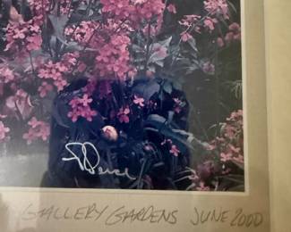 Iris and Phlox "Gallery Gardens" Print by Charles Peterson